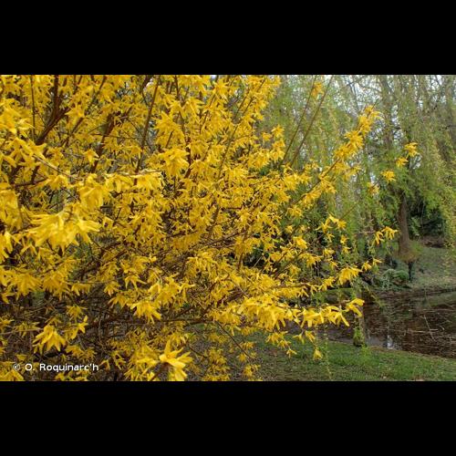 <i>Forsythia </i>x<i> intermedia</i> Zabel, 1885 © O. Roquinarc'h