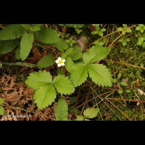 <i>Fragaria vesca</i> L., 1753 &copy; O. Roquinarc'h