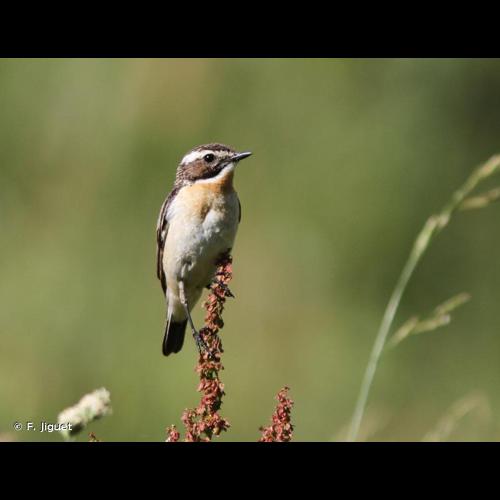 <i>Saxicola rubetra</i> (Linnaeus, 1758) © F. Jiguet