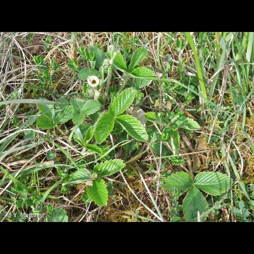 <i>Fragaria viridis</i> Weston, 1771 © NULL