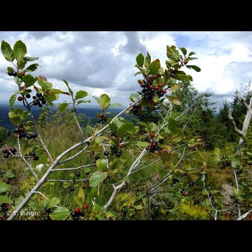 <i>Frangula alnus</i> Mill., 1768 © NULL