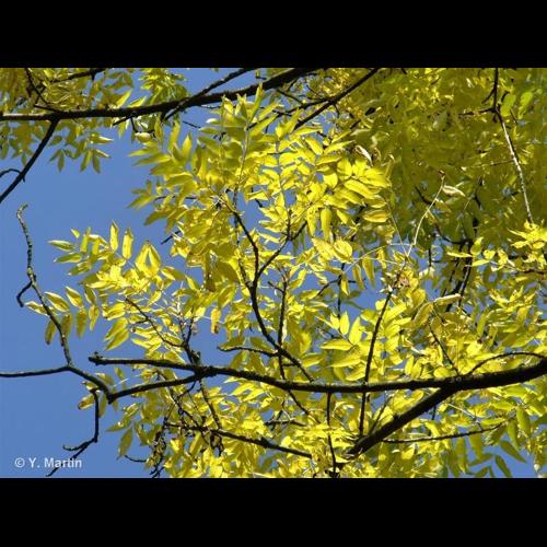 <i>Fraxinus excelsior</i> L., 1753 © NULL