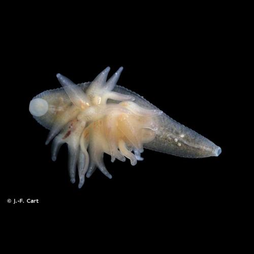 <i>Helobdella stagnalis</i> (Linnaeus, 1758) © J.-F. Cart