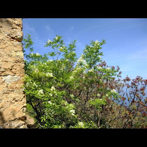 <i>Fraxinus ornus</i> L., 1753 © NULL