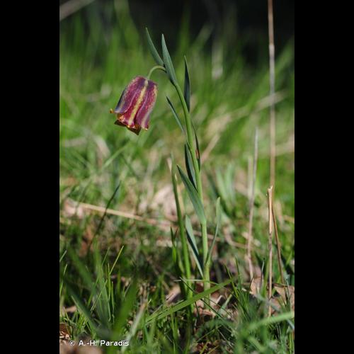 <i>Fritillaria pyrenaica</i> L., 1753 © A.-H. Paradis