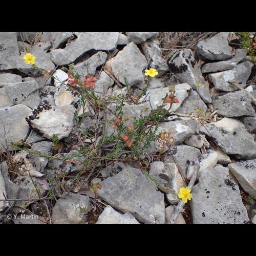 <i>Fumana ericifolia</i> Wallr., 1840 © NULL