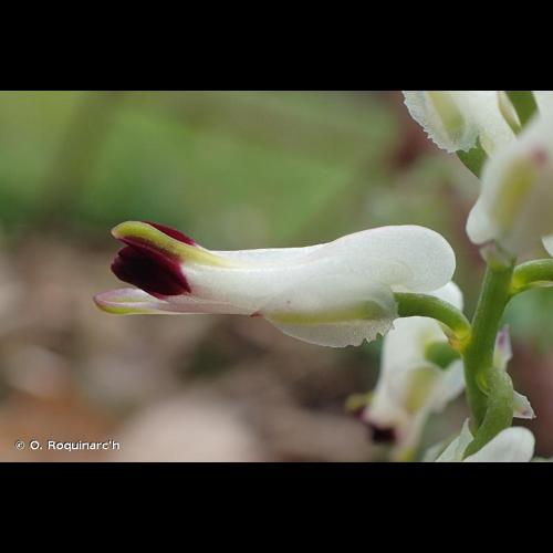 <i>Fumaria capreolata</i> L., 1753 © O. Roquinarc'h