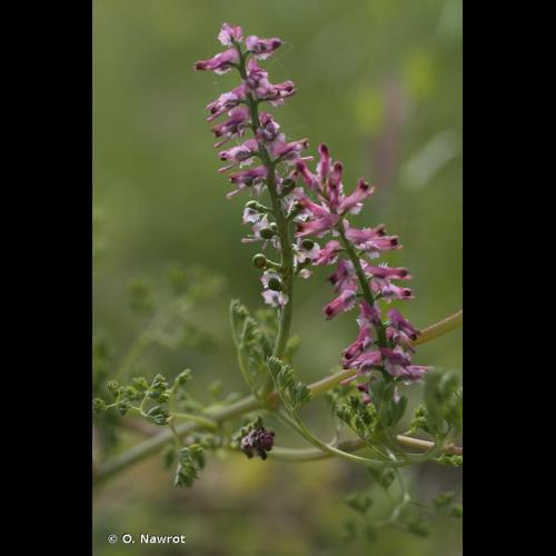 <i>Fumaria densiflora</i> DC., 1813 © O. Nawrot