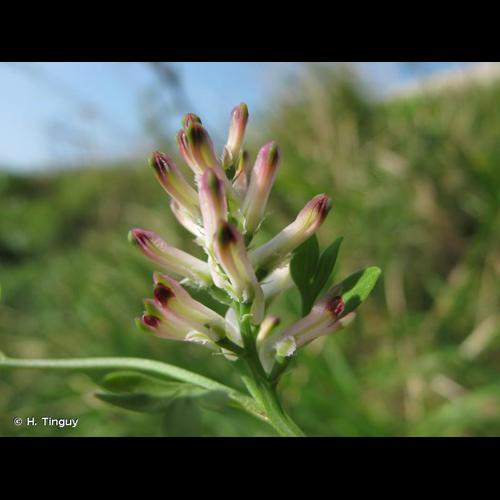 <i>Fumaria muralis</i> Sond. ex W.D.J.Koch, 1845 &copy; H. Tinguy