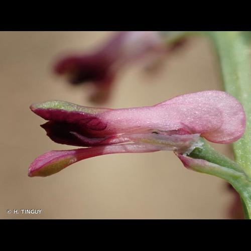 <i>Fumaria officinalis</i> L., 1753 &copy; H. TINGUY