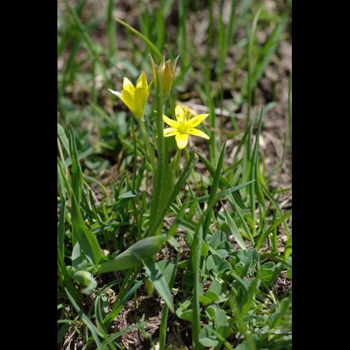 <i>Gagea liottardii</i> (Sternb.) Schult. & Schult.f., 1829 © P. Gourdain