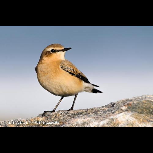 <i>Oenanthe oenanthe</i> (Linnaeus, 1758) © E. SANSAULT - ANEPE Caudalis