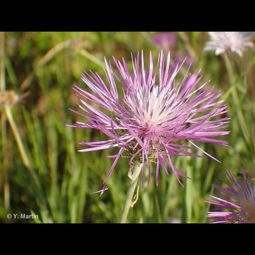 <i>Galactites tomentosus</i> Moench, 1794 [nom. cons.] © NULL