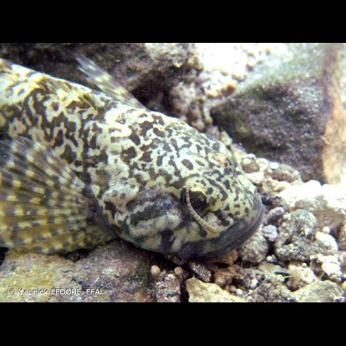 <i>Piscicola geometra</i> (Linnaeus, 1758) &copy; Yannick LEDORÉ, FFAL