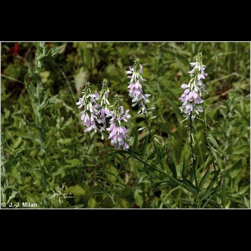 <i>Galega officinalis</i> L., 1753 © NULL