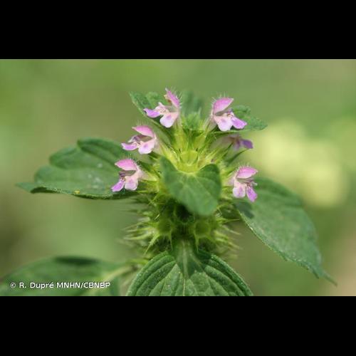 <i>Galeopsis bifida</i> Boenn., 1824 © R. Dupré MNHN/CBNBP