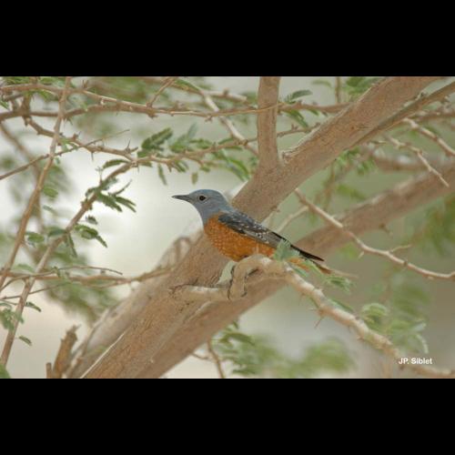 <i>Monticola saxatilis</i> (Linnaeus, 1766) © J.P. Siblet