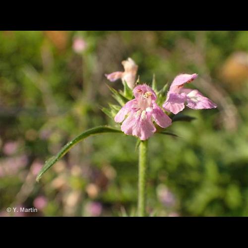 <i>Galeopsis ladanum</i> L., 1753 © NULL