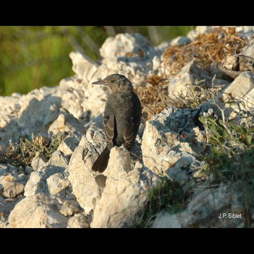 <i>Monticola solitarius</i> (Linnaeus, 1758) © J.P. Siblet