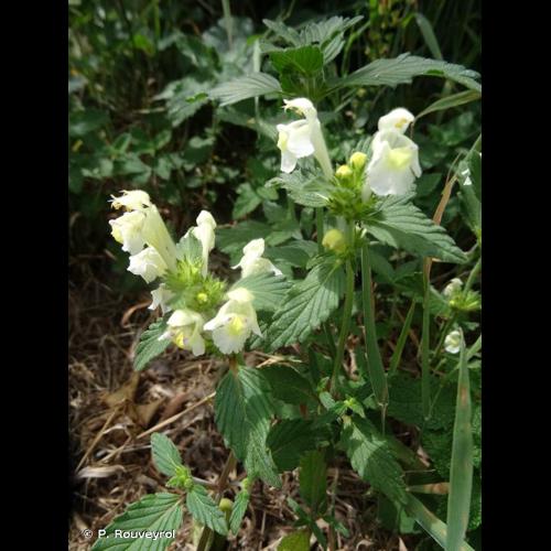 <i>Galeopsis segetum</i> Neck., 1770 © P. Rouveyrol