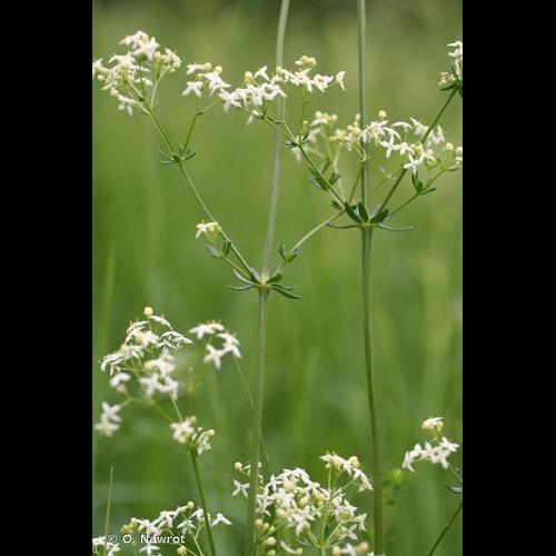 <i>Galium album</i> Mill., 1768 © O. Nawrot