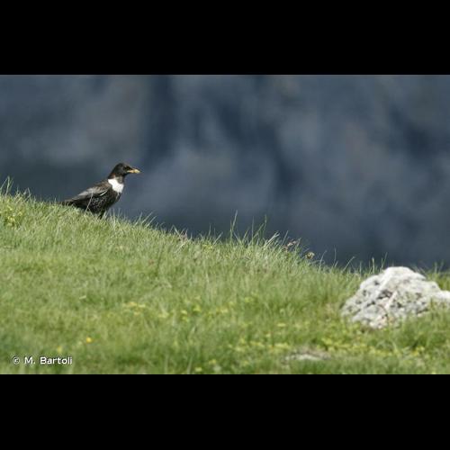 <i>Turdus torquatus</i> Linnaeus, 1758 © M. Bartoli