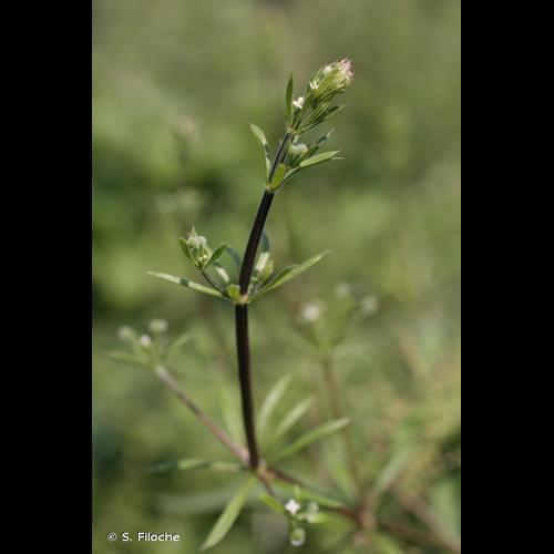 <i>Galium aparine</i> L., 1753 &copy; S. Filoche