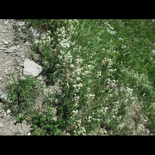 <i>Galium boreale</i> L., 1753 &copy; NULL