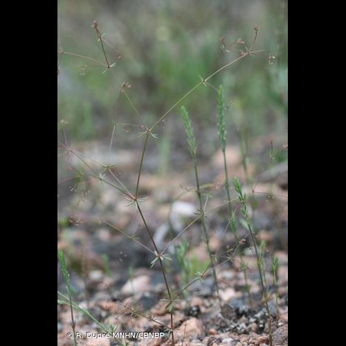 <i>Galium divaricatum</i> Pourr. ex Lam., 1788 &copy; R. Dupré MNHN/CBNBP