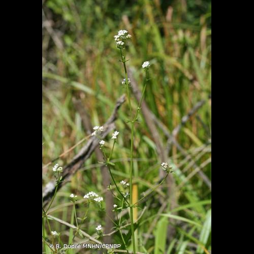 <i>Galium elongatum</i> C.Presl, 1822 &copy; R. Dupré MNHN/CBNBP