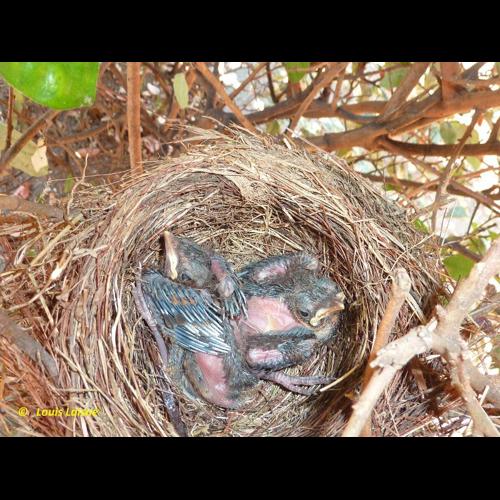 <i>Turdus merula</i> Linnaeus, 1758 © NULL