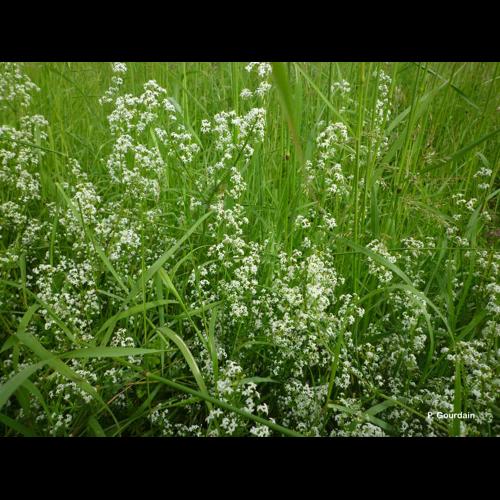 <i>Galium mollugo</i> L., 1753 &copy; P. Gourdain