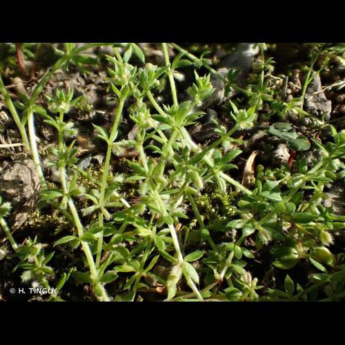 <i>Galium murale</i> (L.) All., 1785 © H. TINGUY