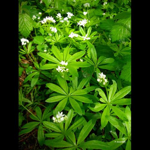 <i>Galium odoratum</i> (L.) Scop., 1771 © P. Gourdain