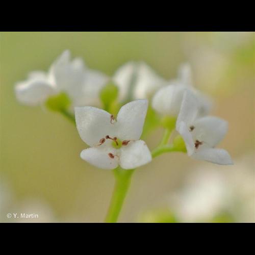 <i>Galium palustre</i> L., 1753 © NULL