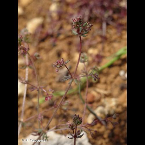 <i>Galium parisiense</i> L., 1753 &copy; P. Rouveyrol