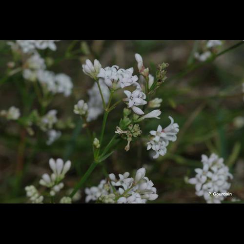 <i>Galium pumilum</i> Murray, 1770 © P. Gourdain