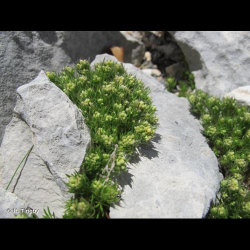 <i>Galium pusillum</i> L., 1753 © H. Tinguy