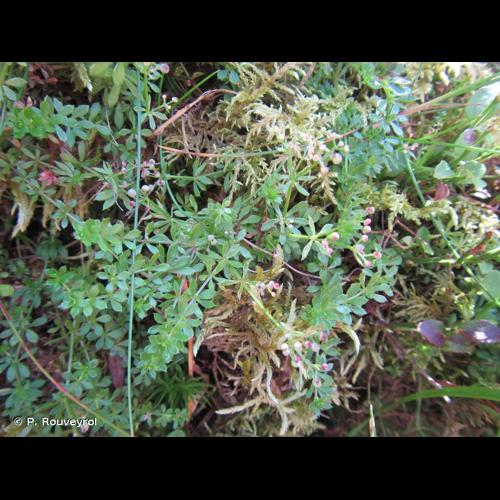 <i>Galium saxatile</i> L., 1753 © P. Rouveyrol