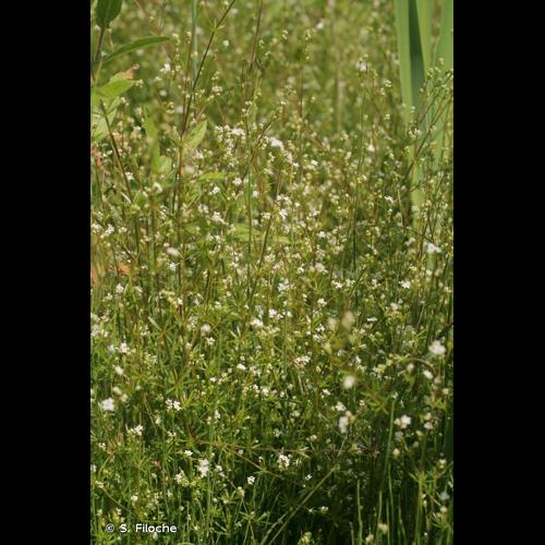 <i>Galium uliginosum</i> L., 1753 &copy; S. Filoche