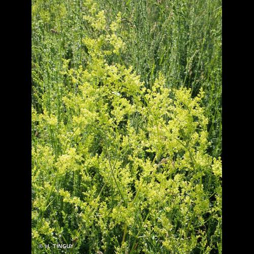 <i>Galium </i>x<i> pomeranicum</i> Retz., 1795 &copy; H. TINGUY