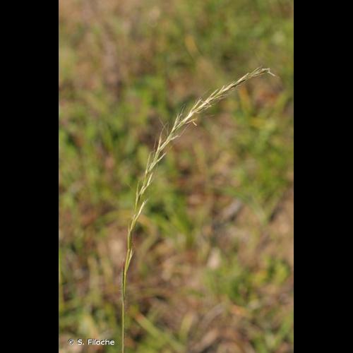 <i>Gaudinia fragilis</i> (L.) P.Beauv., 1812 © S. Filoche
