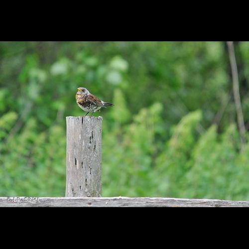 <i>Turdus pilaris</i> Linnaeus, 1758 © J.P. Siblet