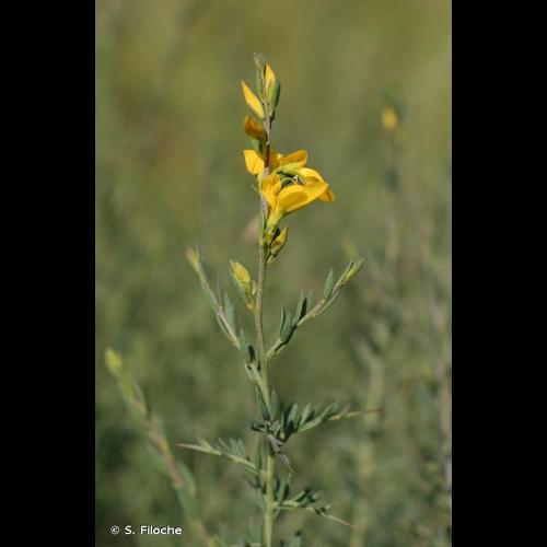 <i>Genista anglica</i> L., 1753 © S. Filoche