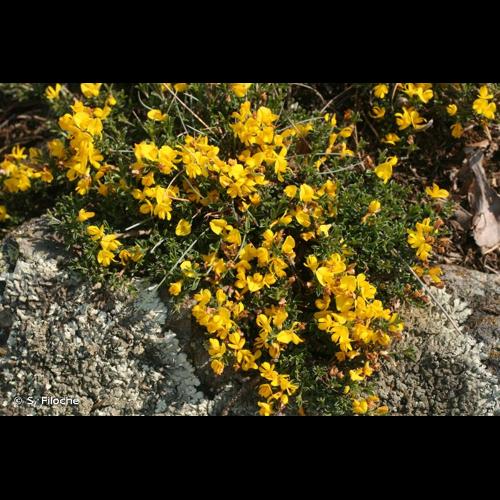 <i>Genista pilosa</i> L., 1753 © S. Filoche