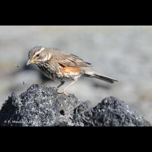 <i>Turdus iliacus</i> Linnaeus, 1766 © F. Moutou - SFEPM