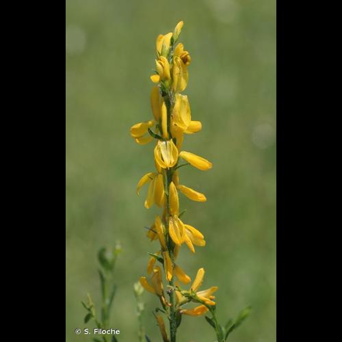 <i>Genista tinctoria</i> L., 1753 © S. Filoche