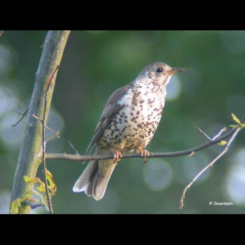 <i>Turdus viscivorus</i> Linnaeus, 1758 © P. Gourdain
