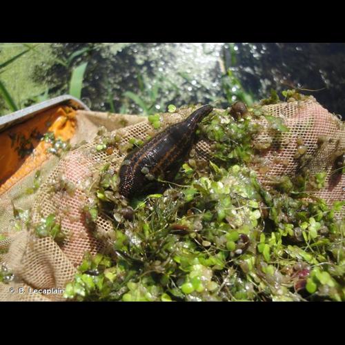 <i>Hirudo medicinalis</i> Linnaeus, 1758 © B. Lecaplain