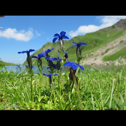 <i>Gentiana bavarica</i> L., 1753 © H. TINGUY